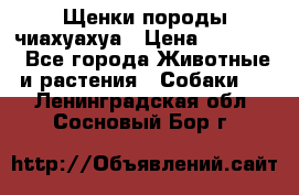 Щенки породы чиахуахуа › Цена ­ 12 000 - Все города Животные и растения » Собаки   . Ленинградская обл.,Сосновый Бор г.